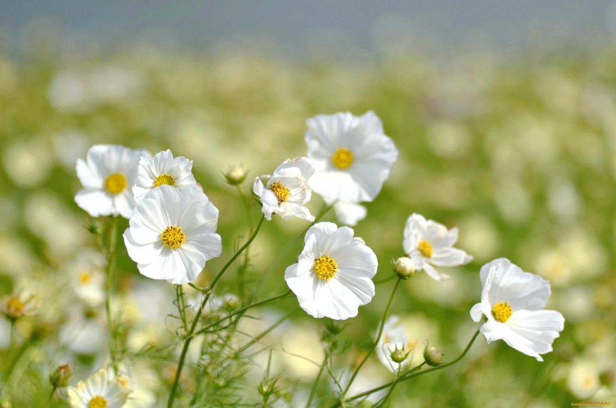 Белые луговые цветы