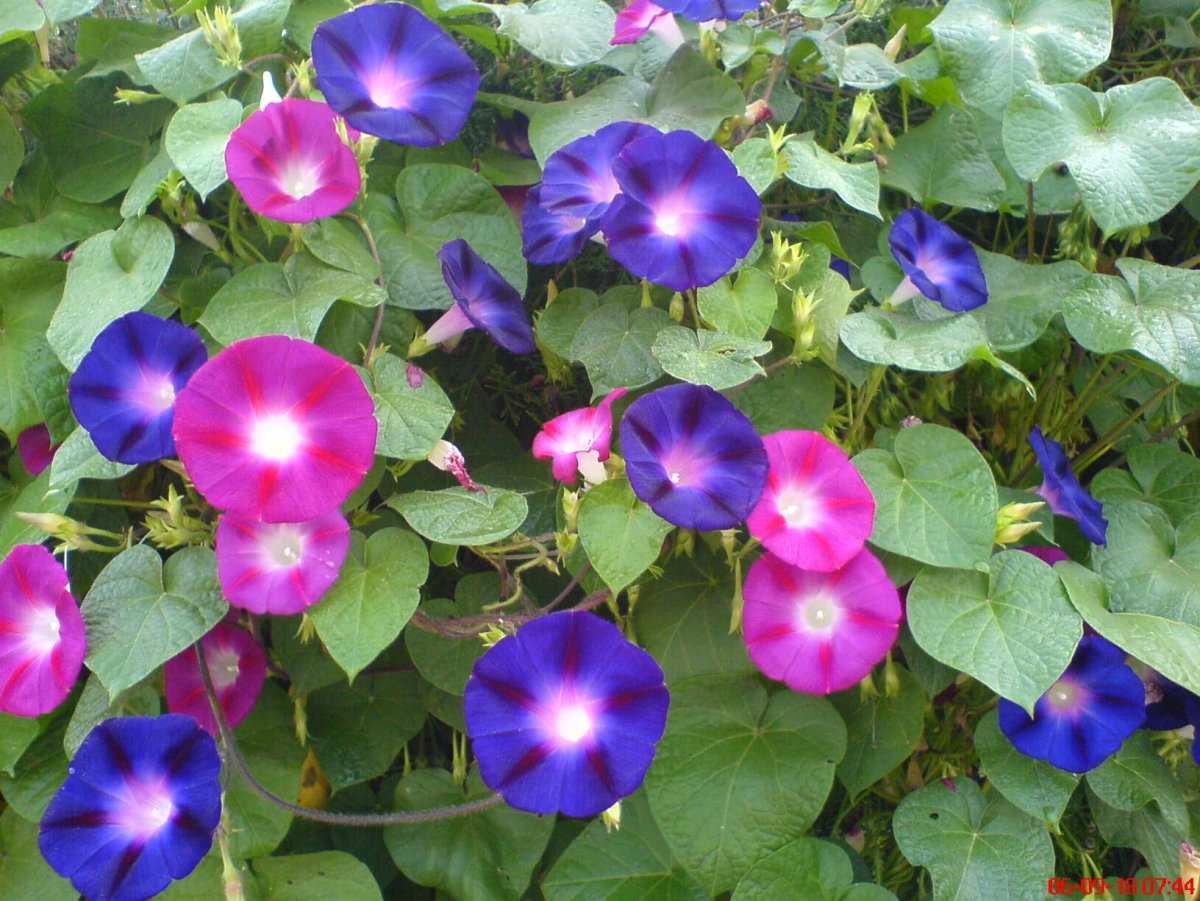 Ипомея morning Glory семена
