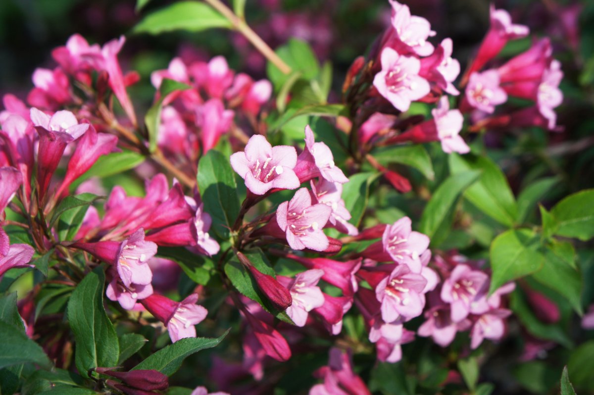 Вейгела Цветущая (Weigela Florida)