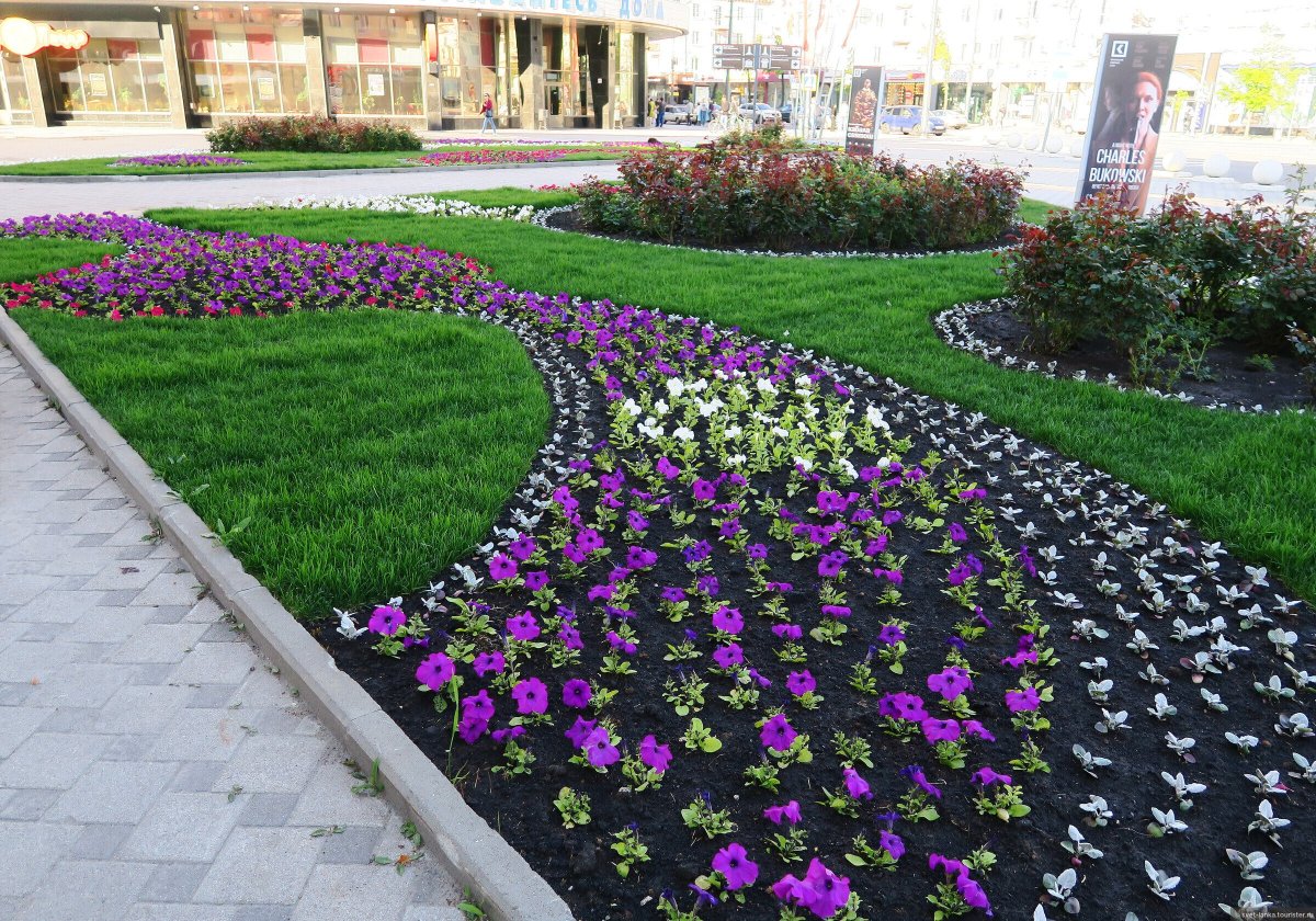 Петуния Королевская клумба