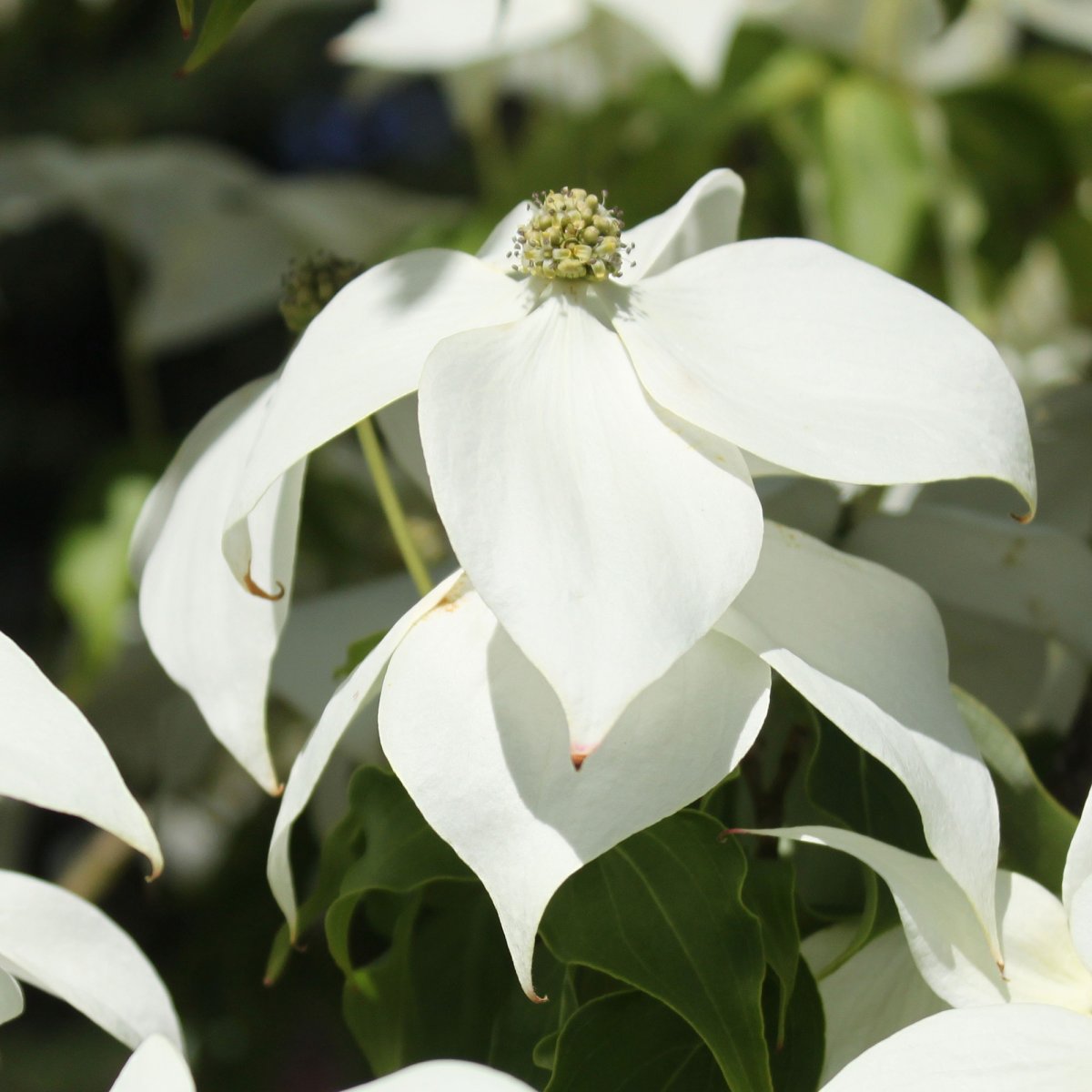 Cornus wilsoniana