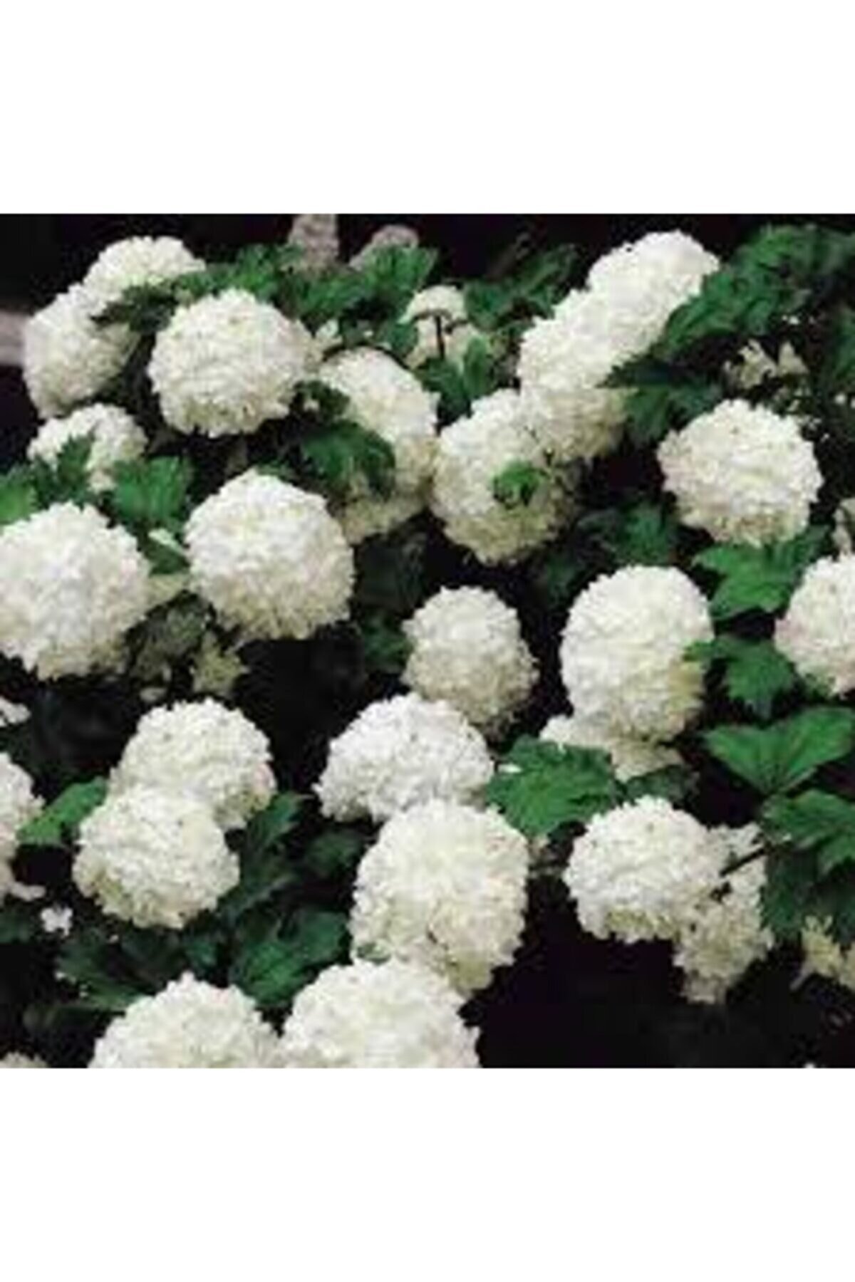Viburnum Roseum Ball