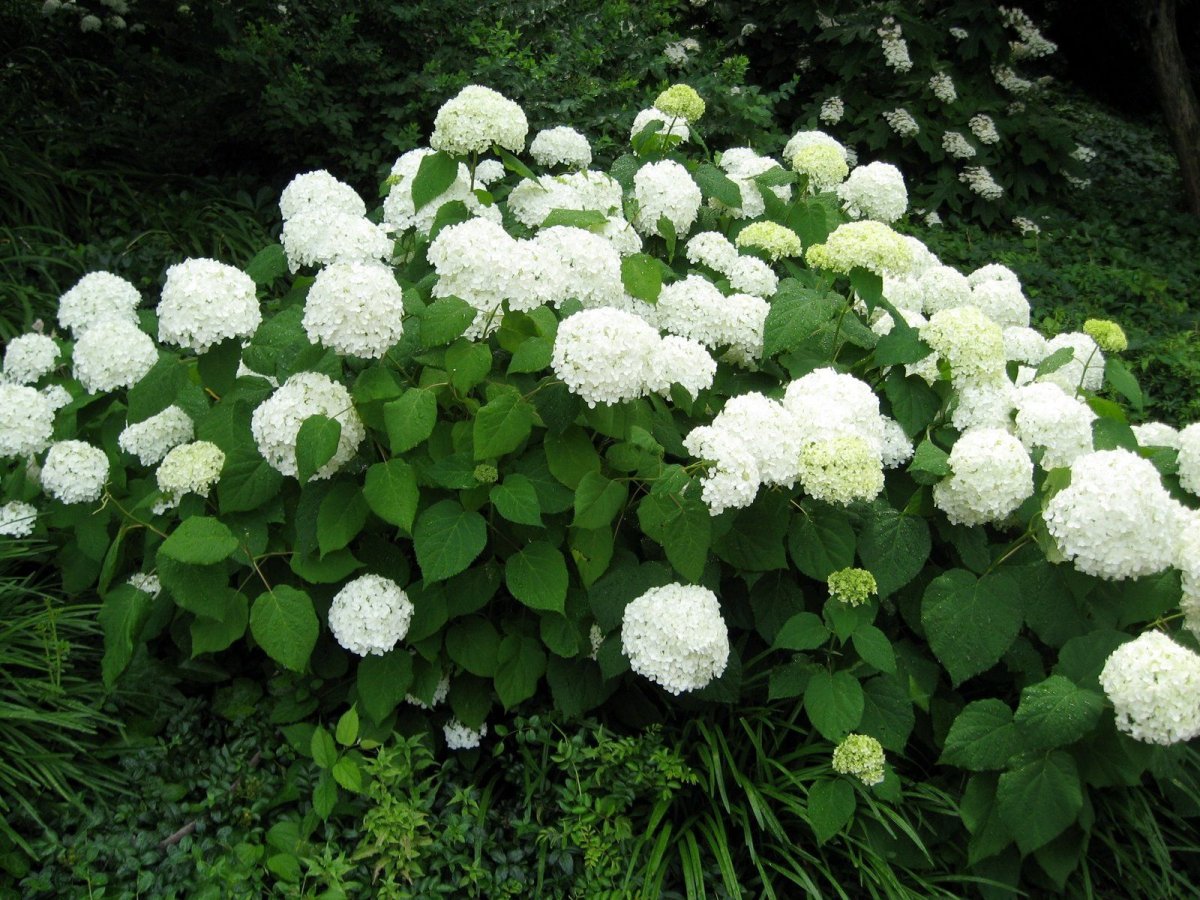 Гортензия древовидная grandiflora