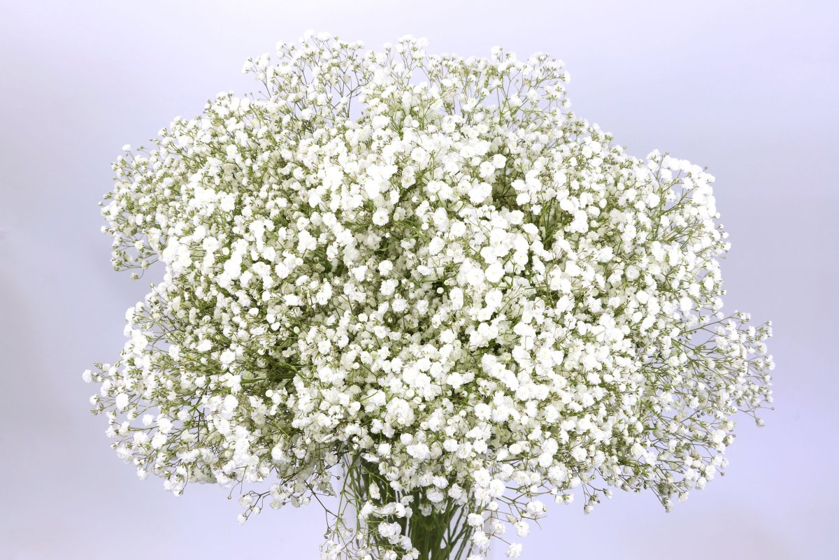 Гипсофила Тихоокеанская (Gypsophila Pacifica)
