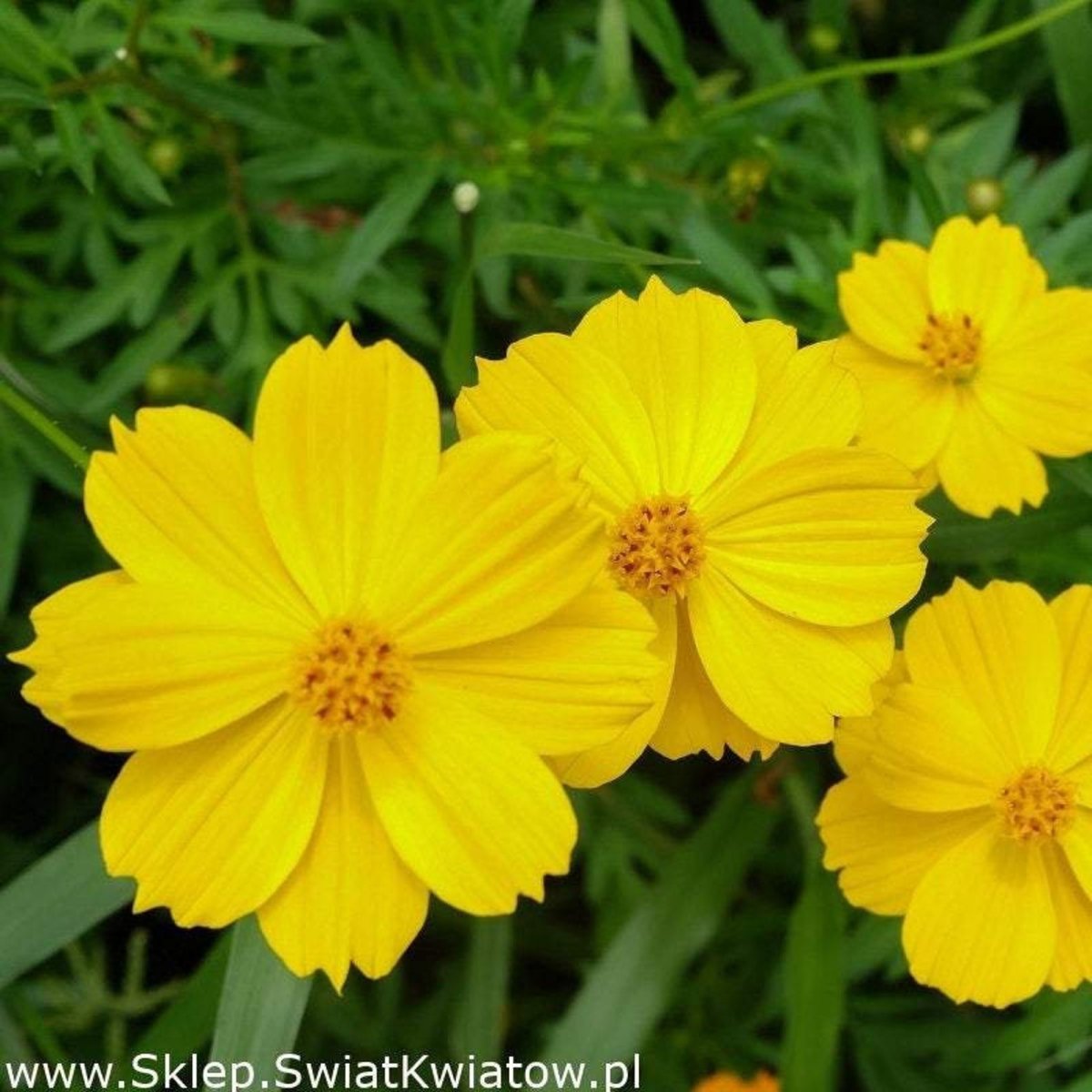 Космея Cosmic Yellow