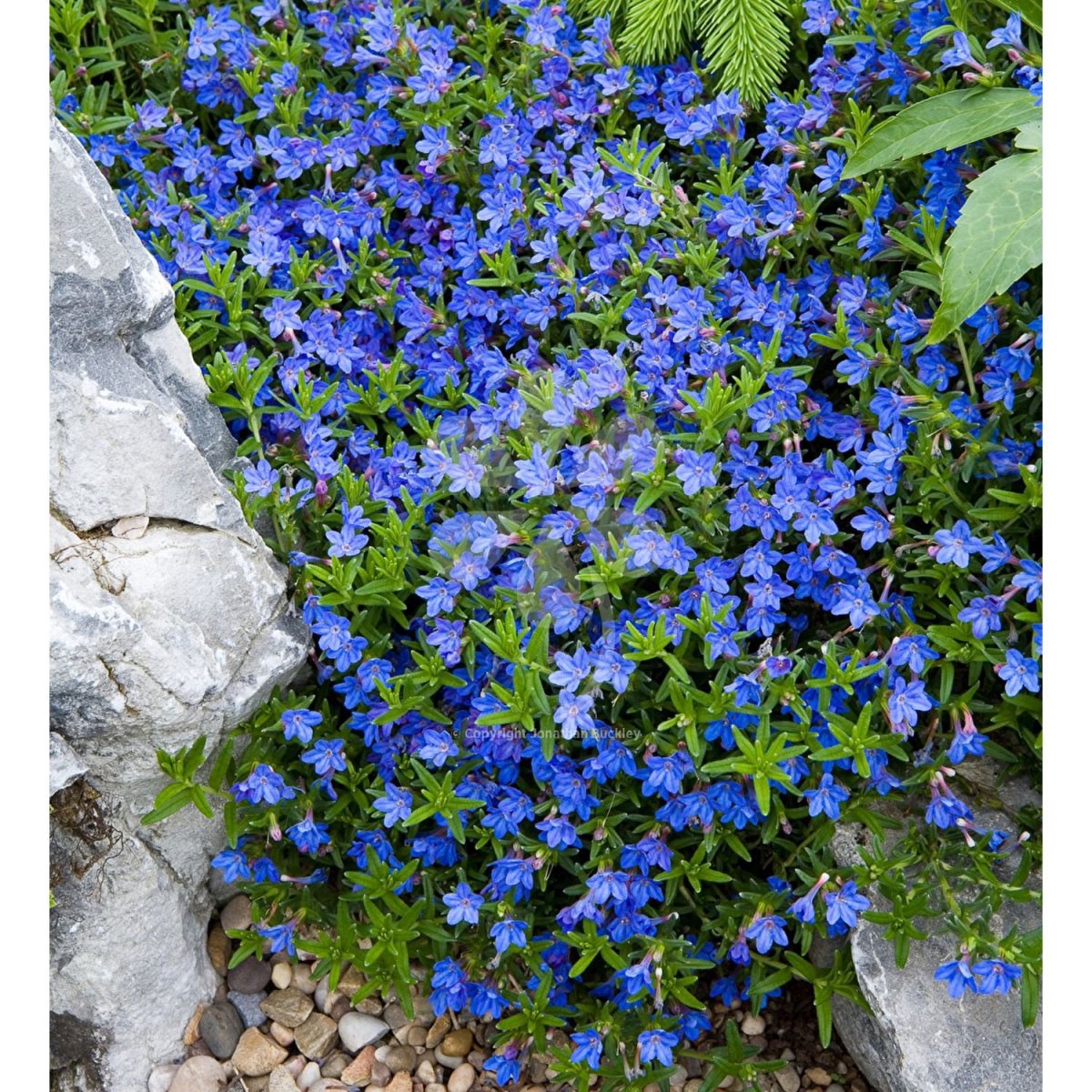 Литодора Heavenly Blue