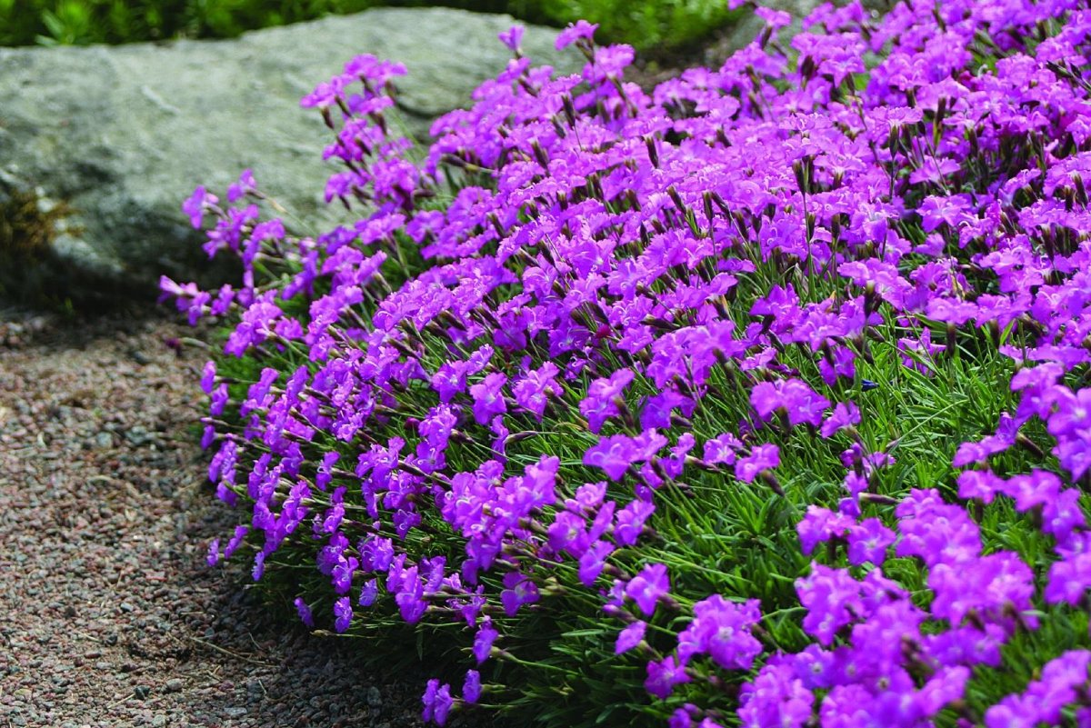 Гвоздика Альпийская Dianthus Alpinus