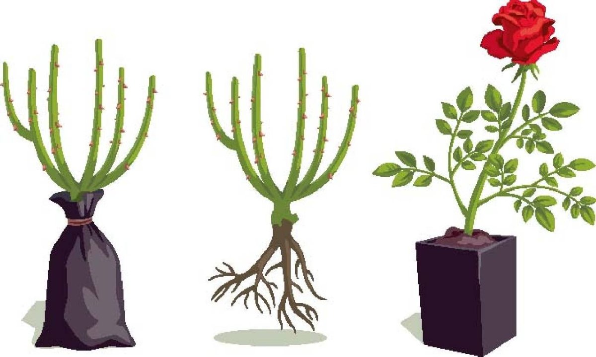 Корни розы