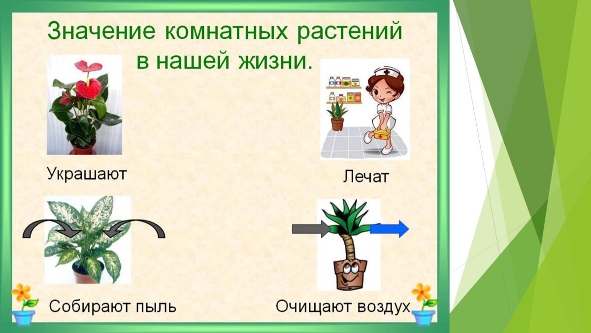 Комнатные растения в нашей жизни