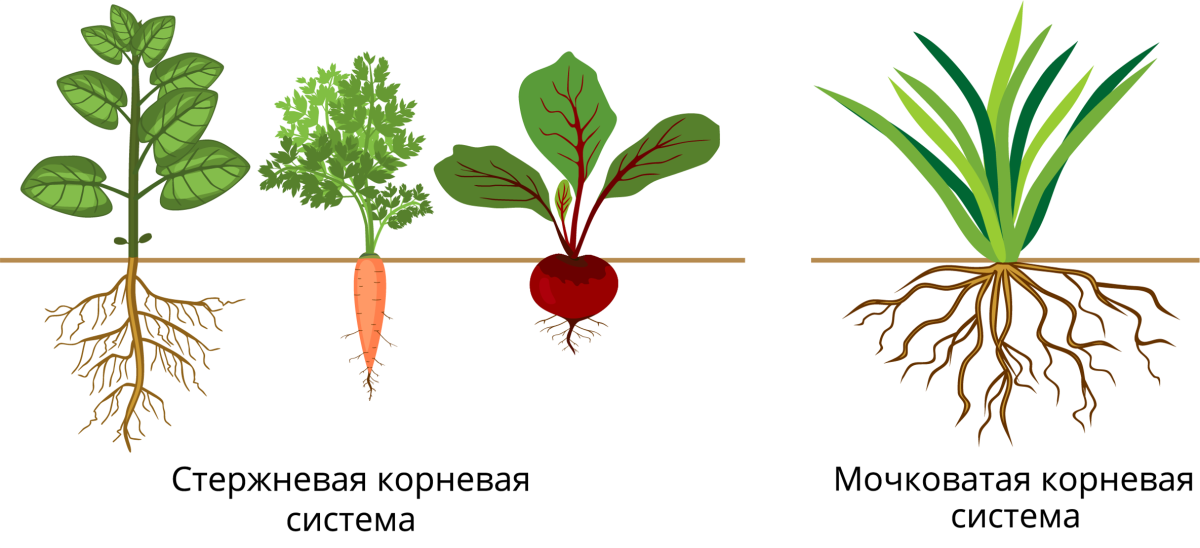 Мочковатая корневая система