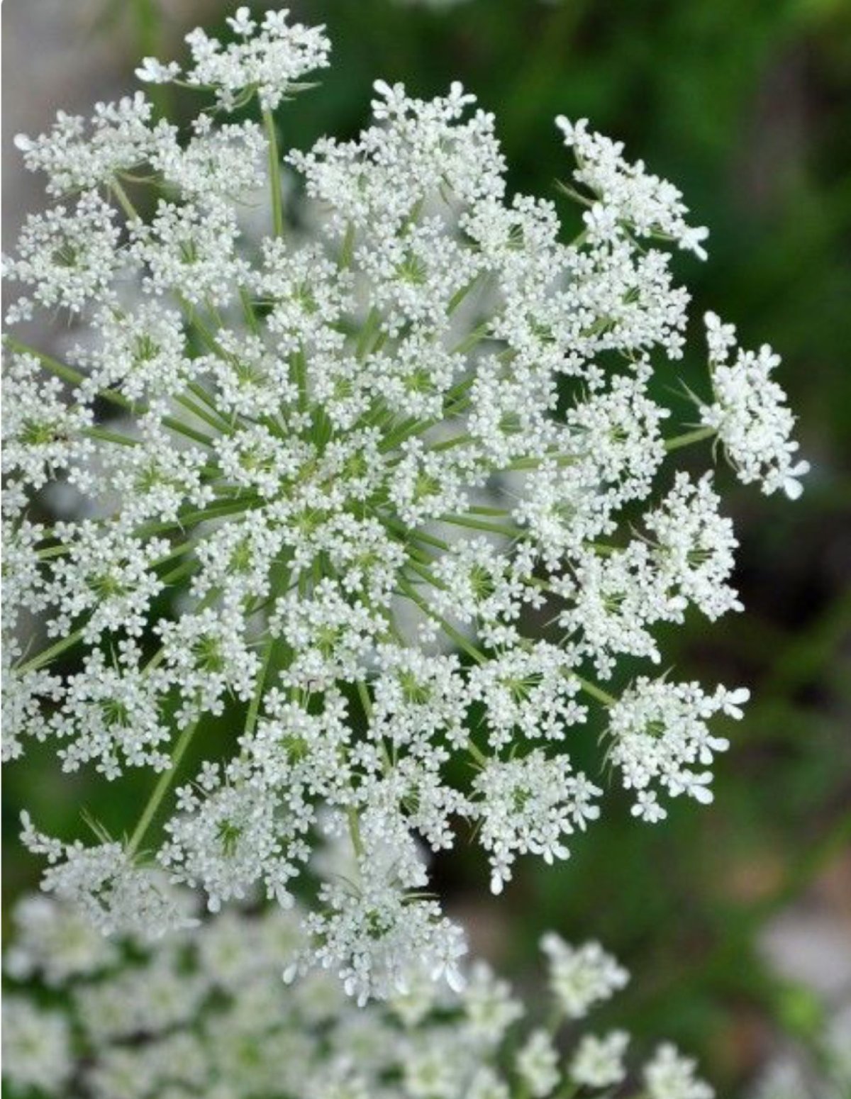 Дикое растение с белыми цветами