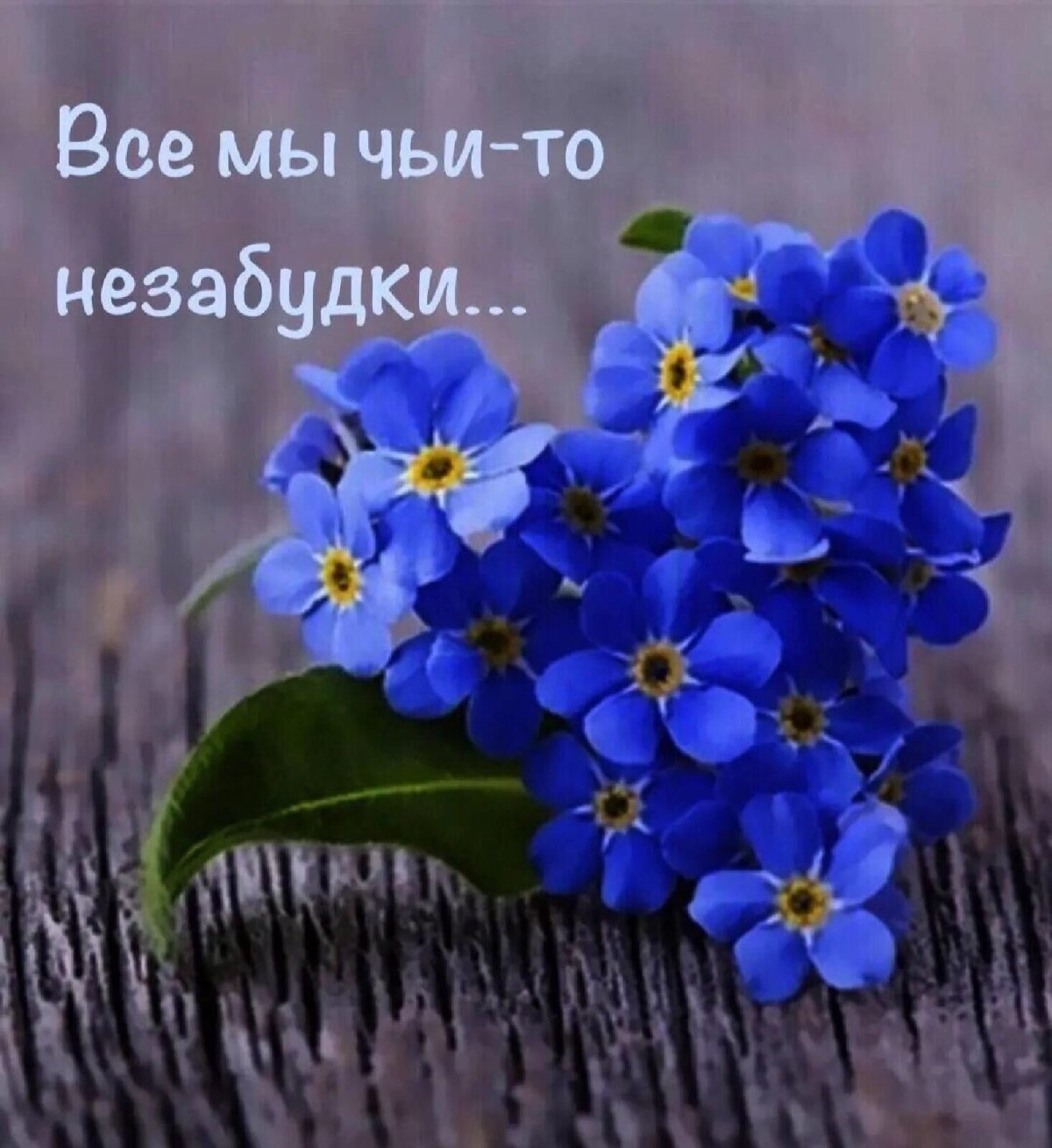 Доброе утро незабудки