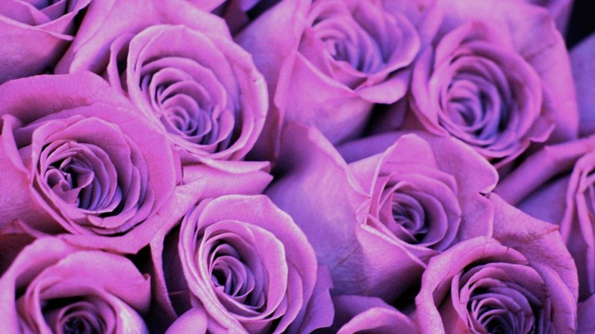 Lilac Topaz роза