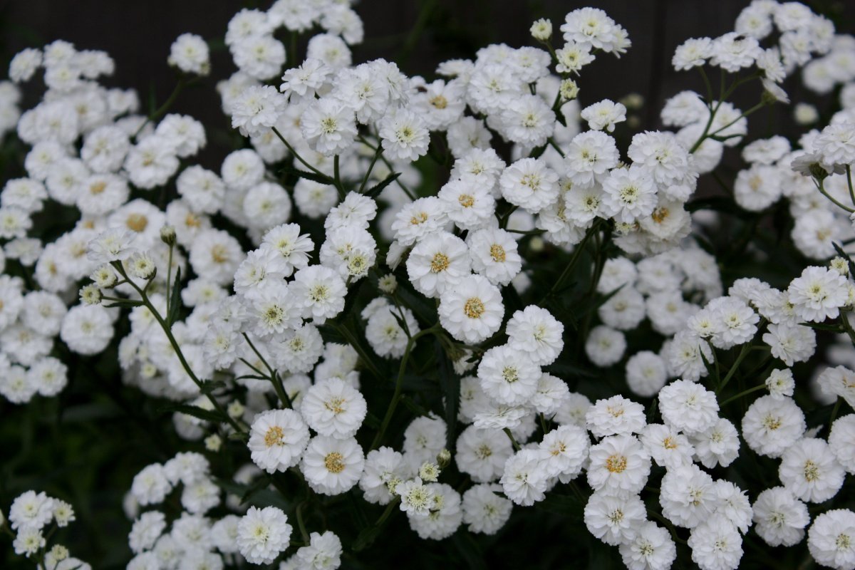 Садовые цветы с маленькими белыми цветочками