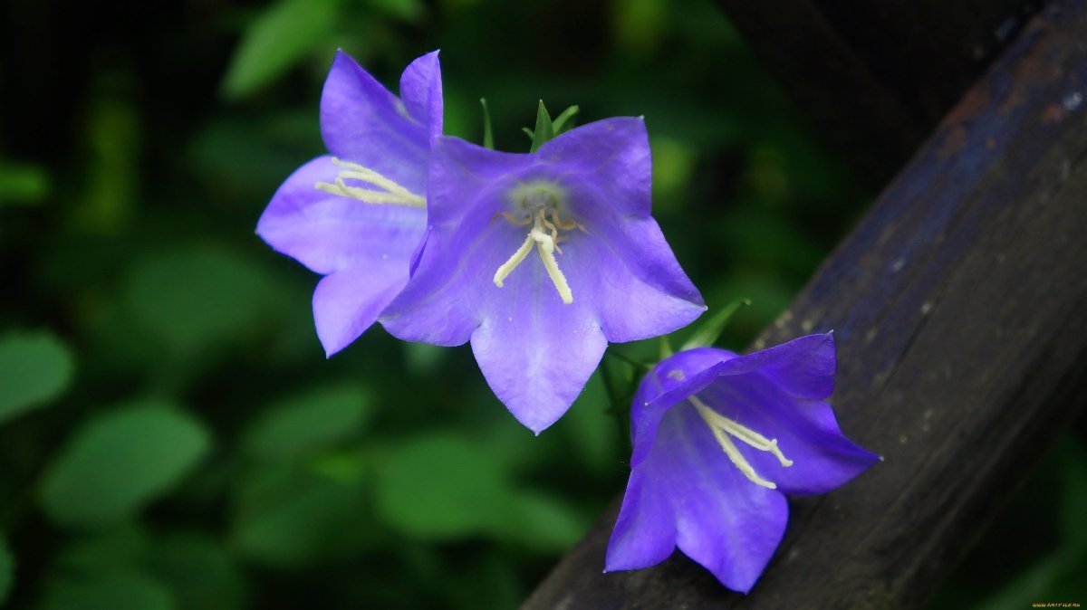 Колокольчик Кампанула Lilac