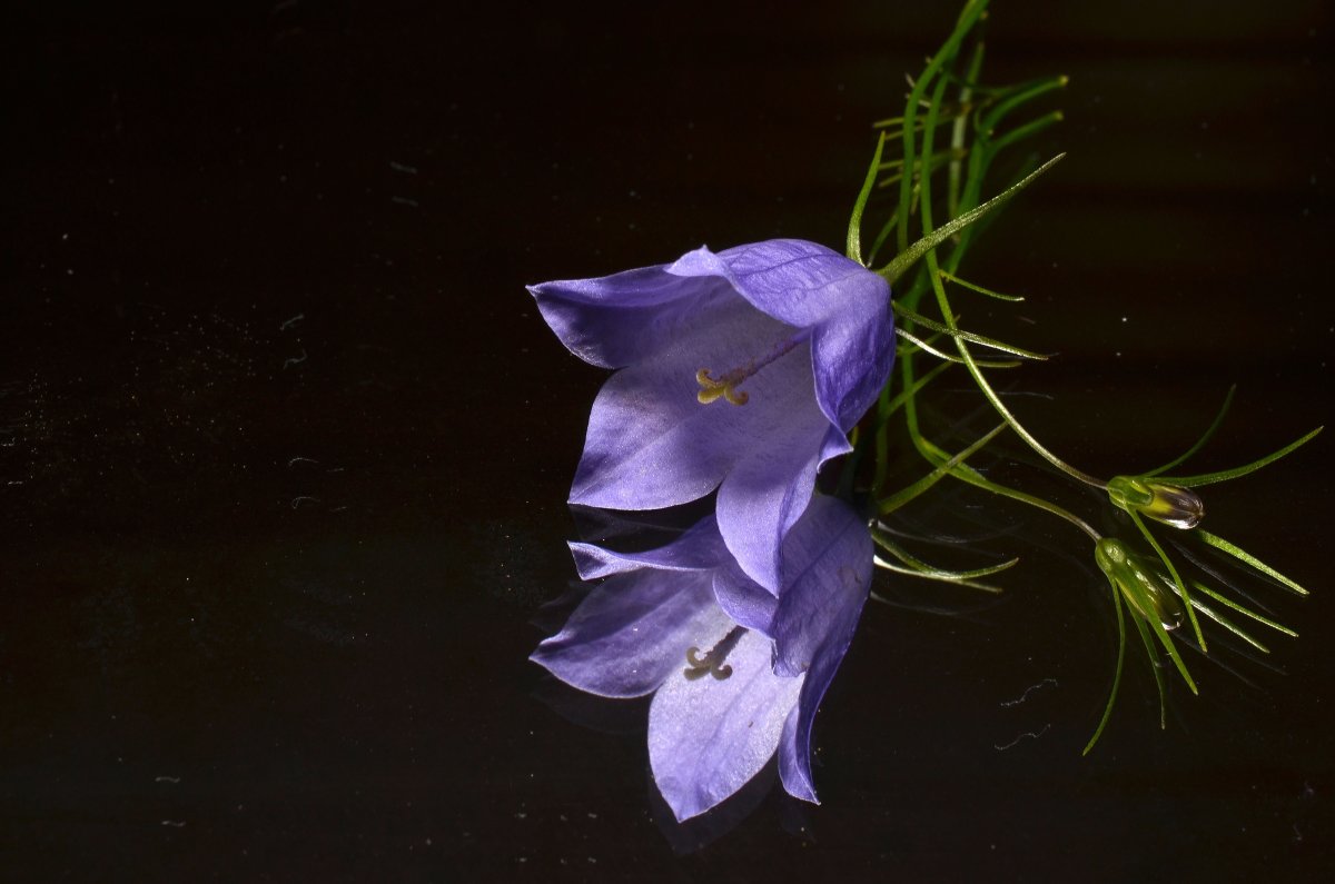 Колокольчик(Campanula) Iris