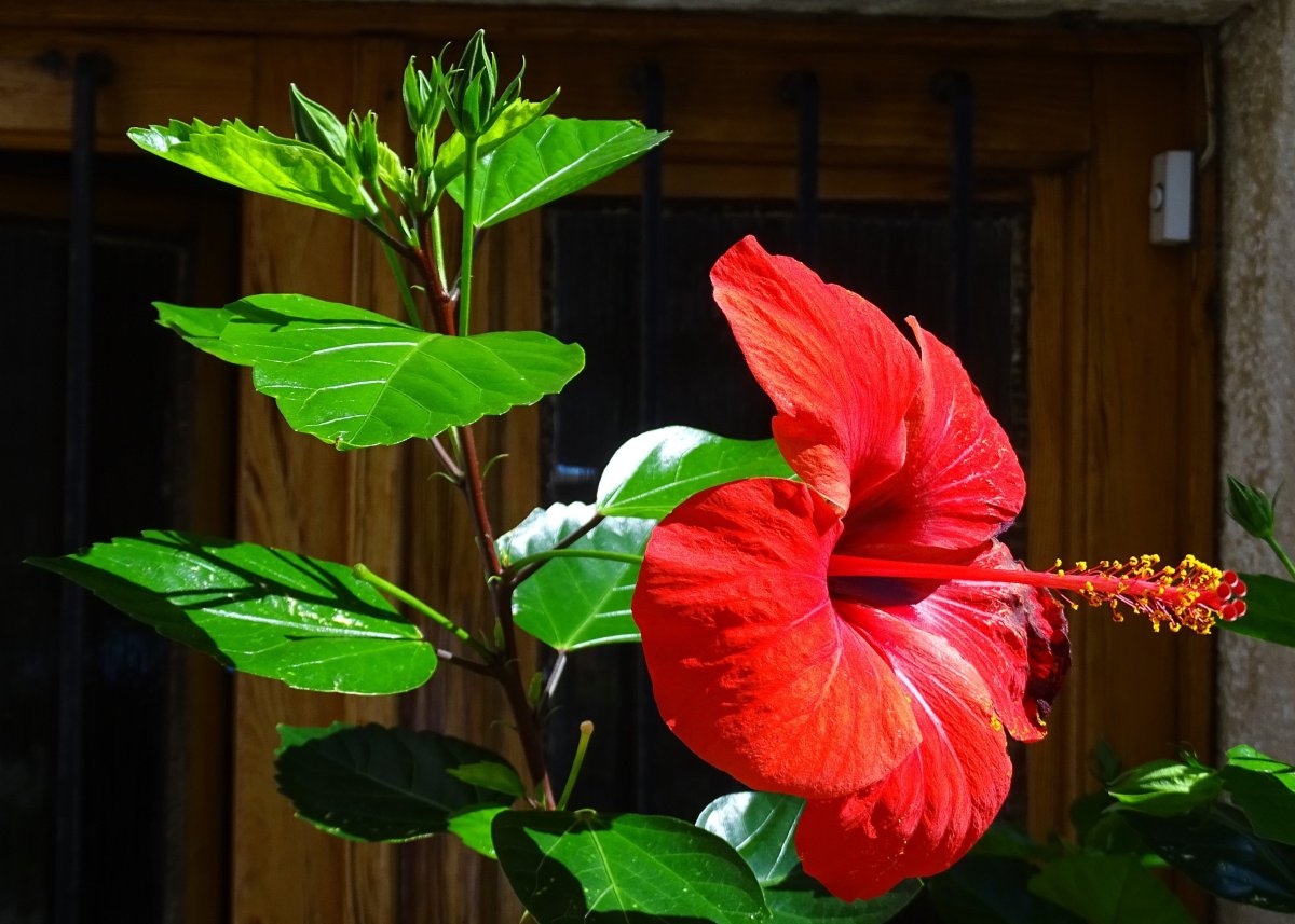 Комнатный цветок с большими красными цветами