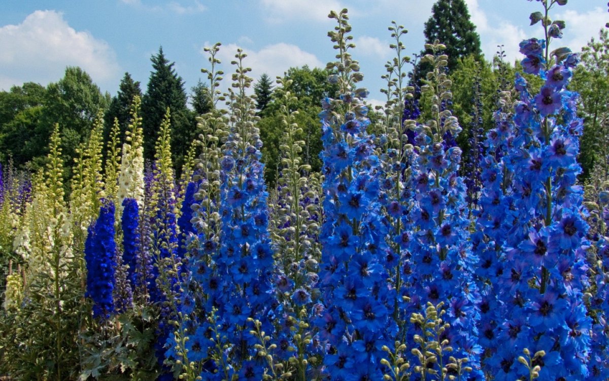 Высокие синие цветы на даче