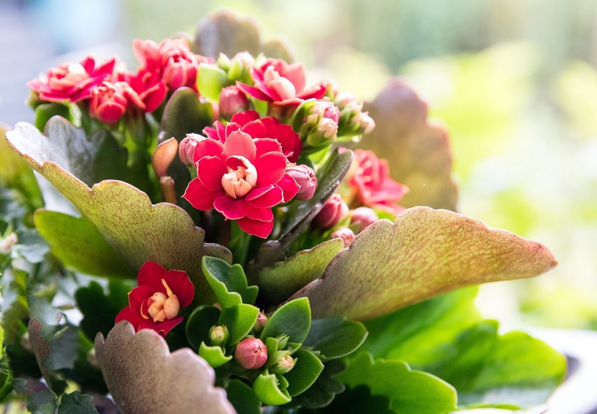 Catchy Kalanchoe