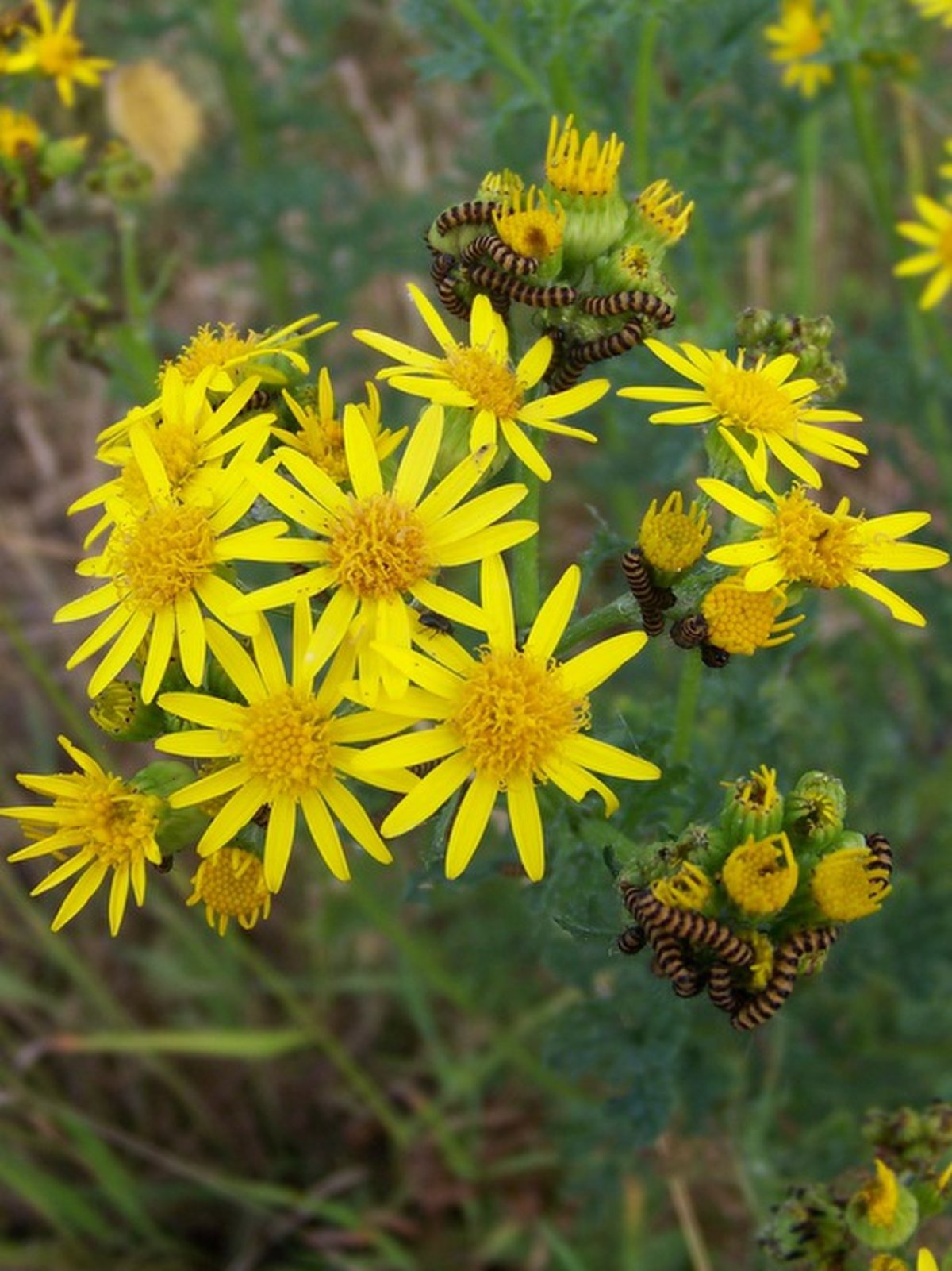 Ragwort