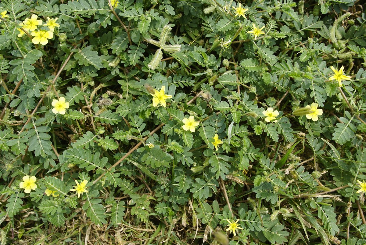 Якорцы стелющиеся (Tribulus terrestris)