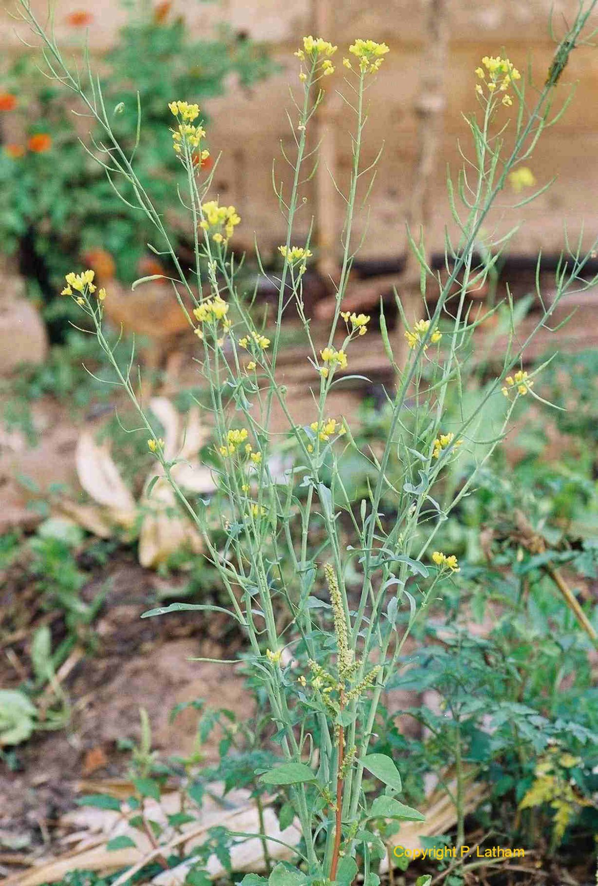 Горчица сарептская (Brassica juncea l.)