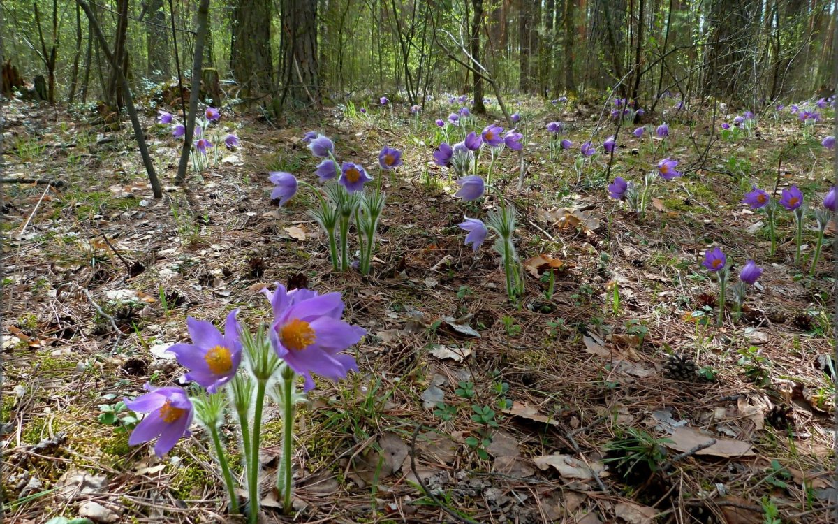 Кандыки подснежники Полянки
