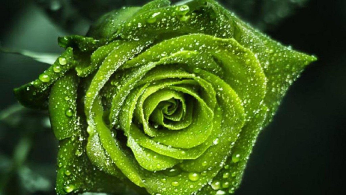 Green Diamond роза
