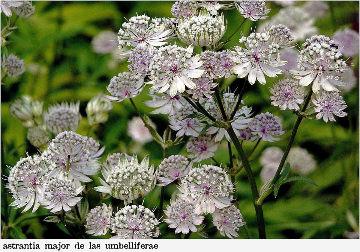 Астранция крупная (Astrantia Major)