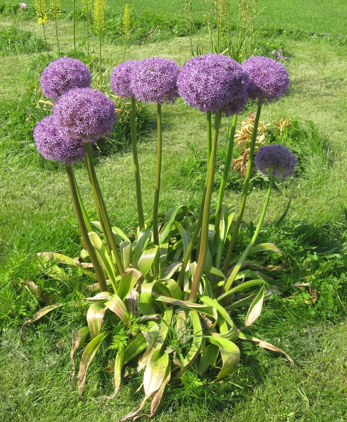 Лук Анзур