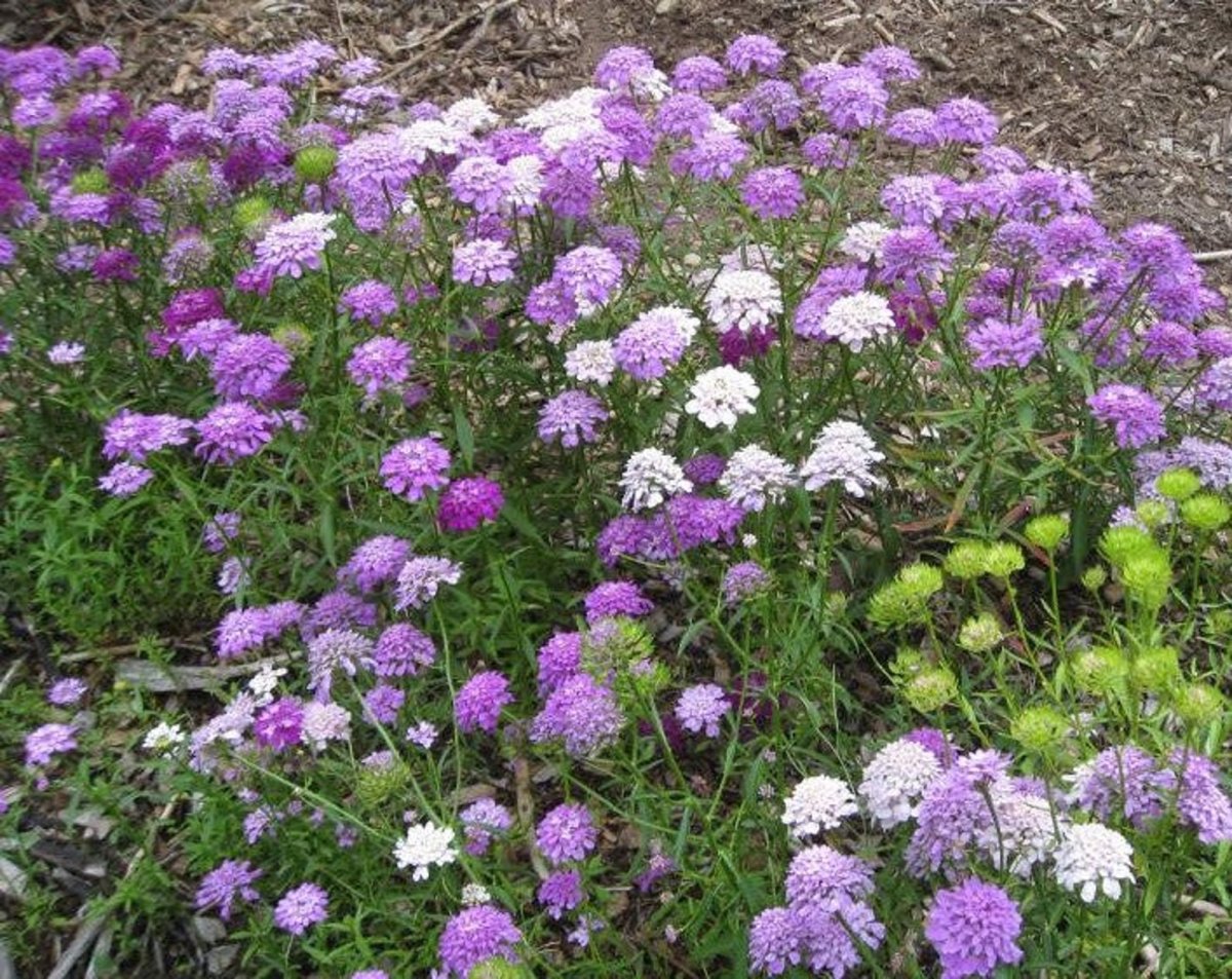 Иберис зонтичный (umbellata