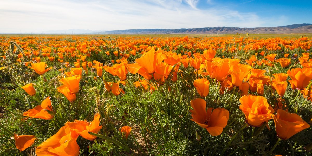 Poppies in Bloom