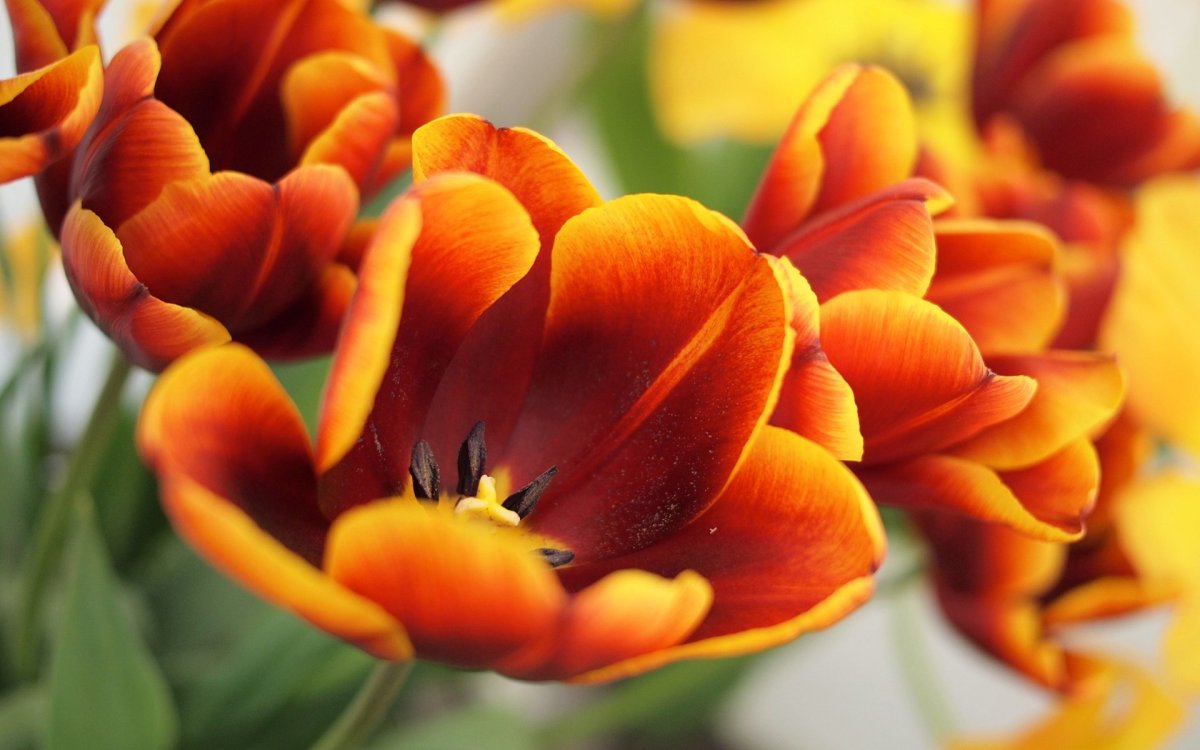 Flower 3dd
