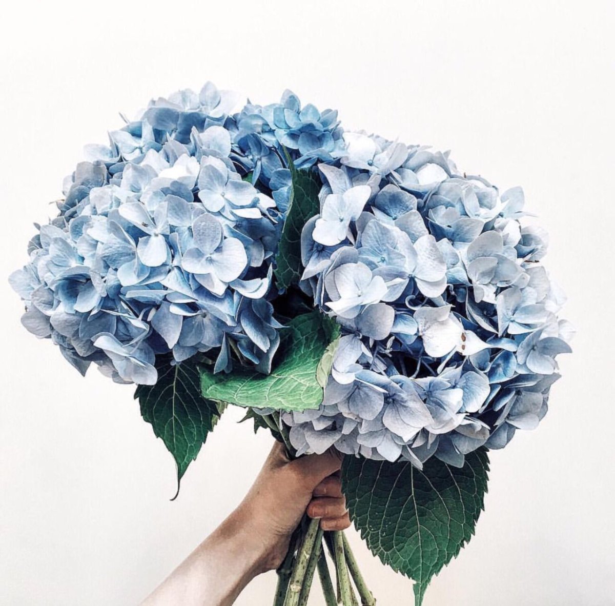 Большие голубые цветы