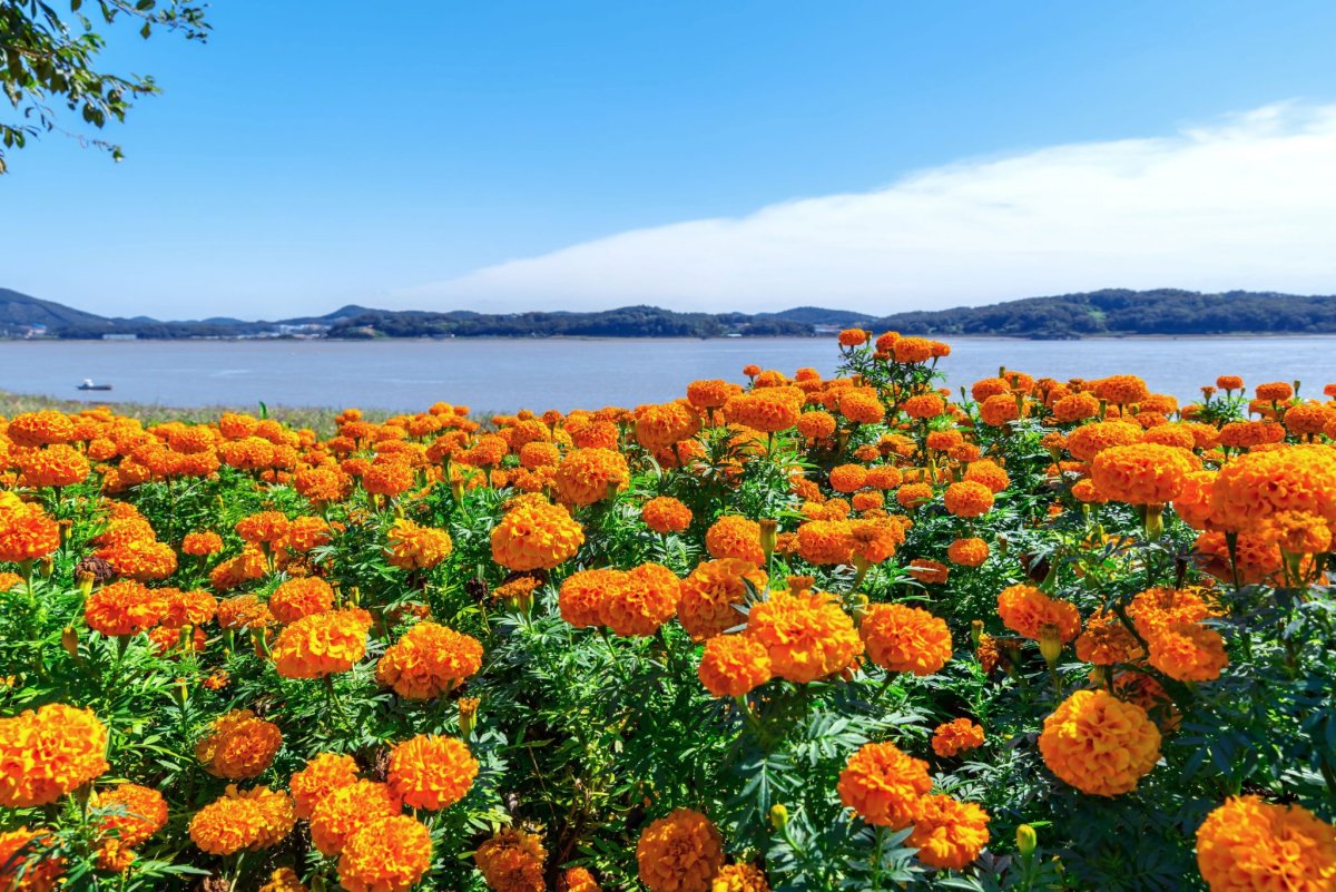 Календула в горах
