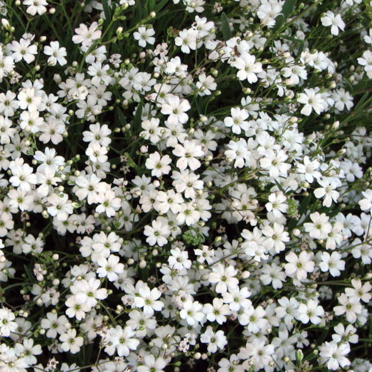 Гипсофила ползучая (Gypsophila repens)