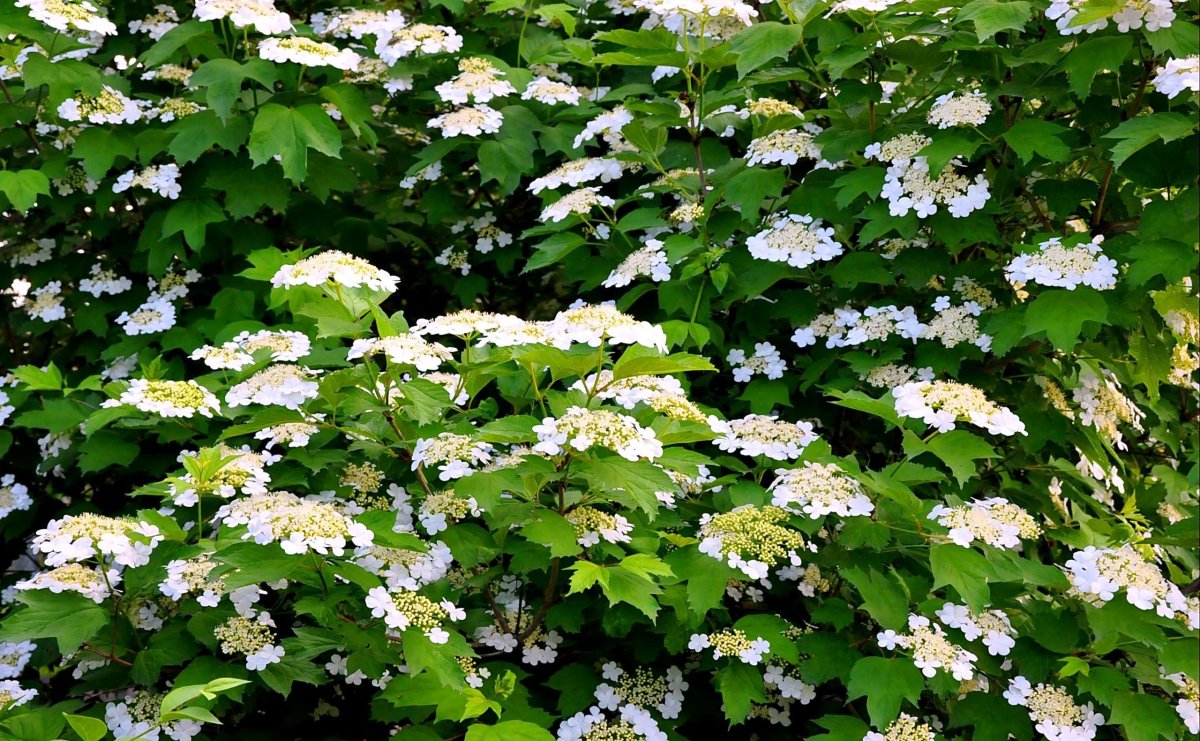 Калина (Viburnum)
