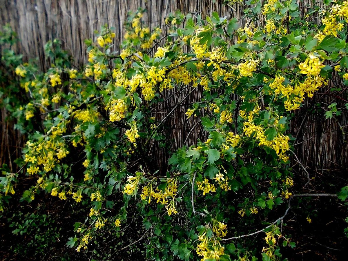 Смородина золотистая (ribes Aureum) кустарник