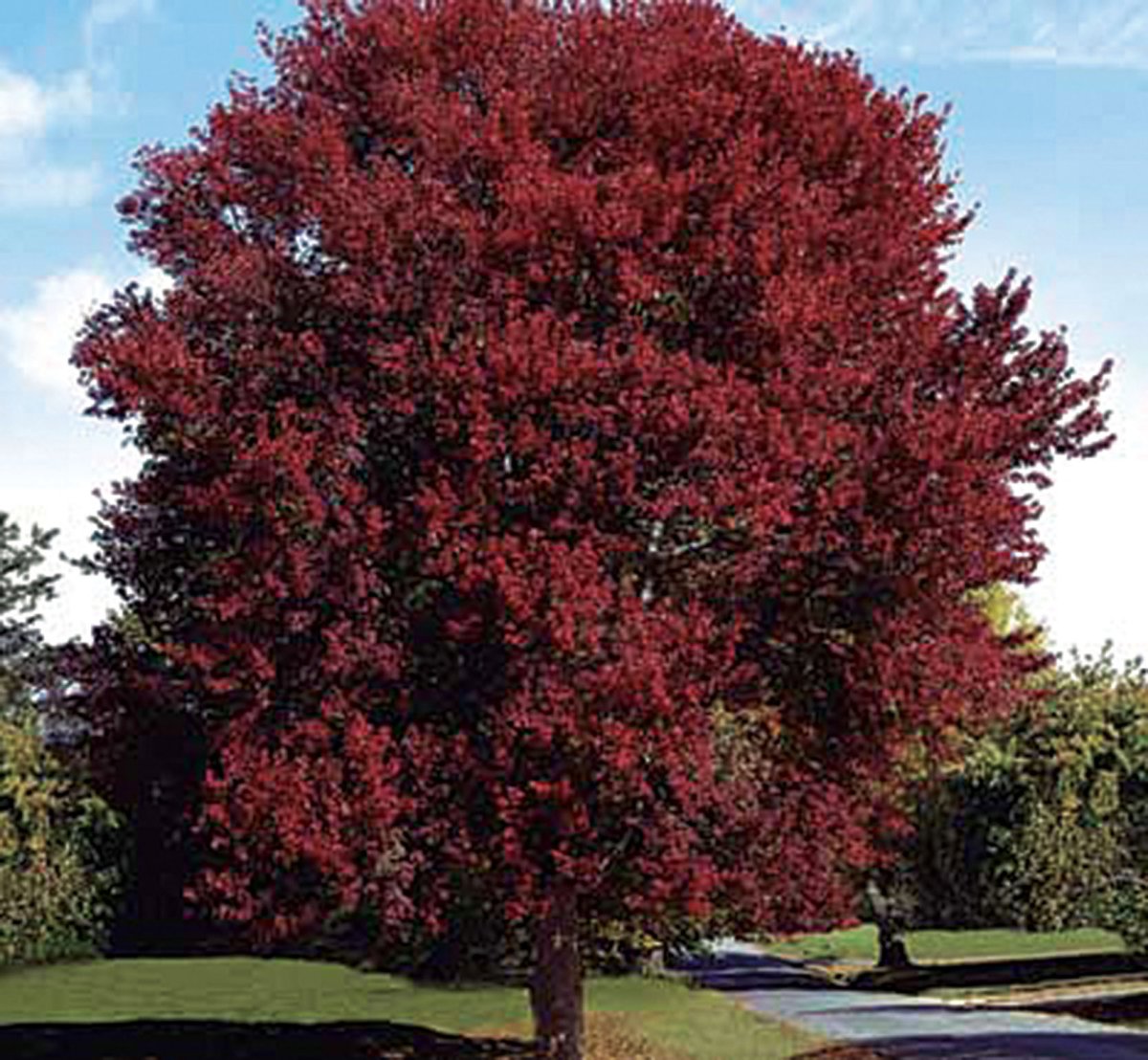 Клен Burgundy Belle