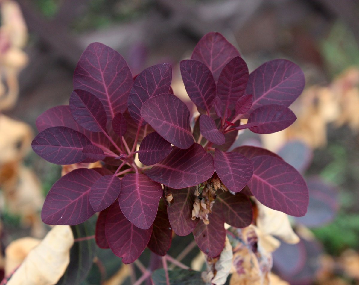 Скумпия Кожевенная Royal Purple