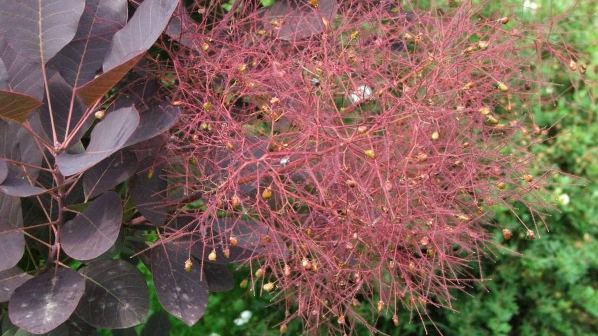 Скумпия Кожевенная (Cotinus coggygria `Royal Purple`)