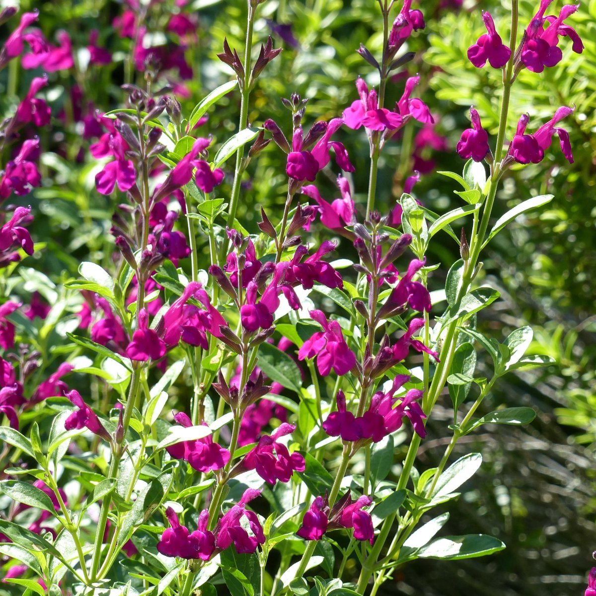 Salvia jamensis