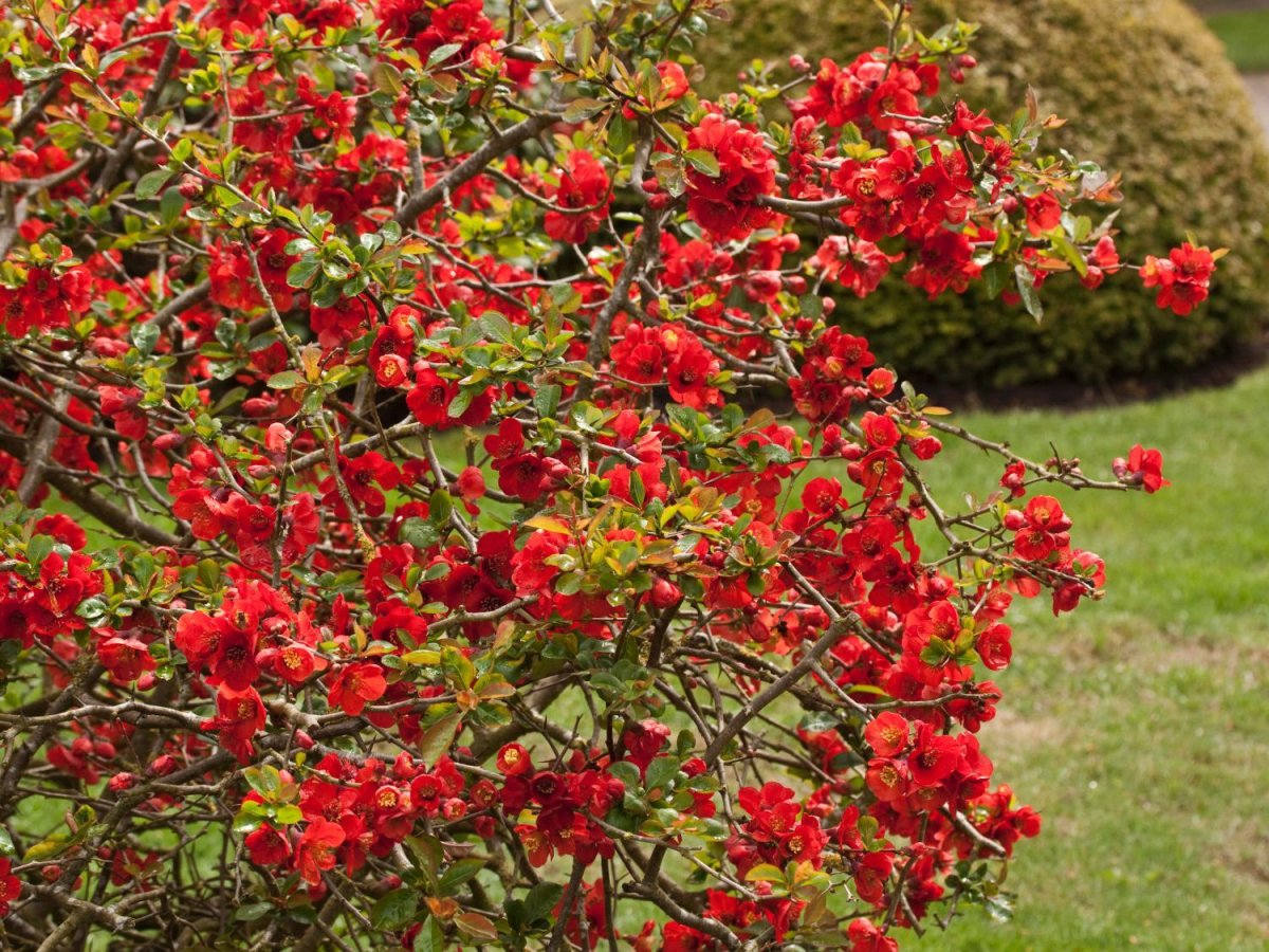 Хеномелес (Chaenomeles superba) Николин