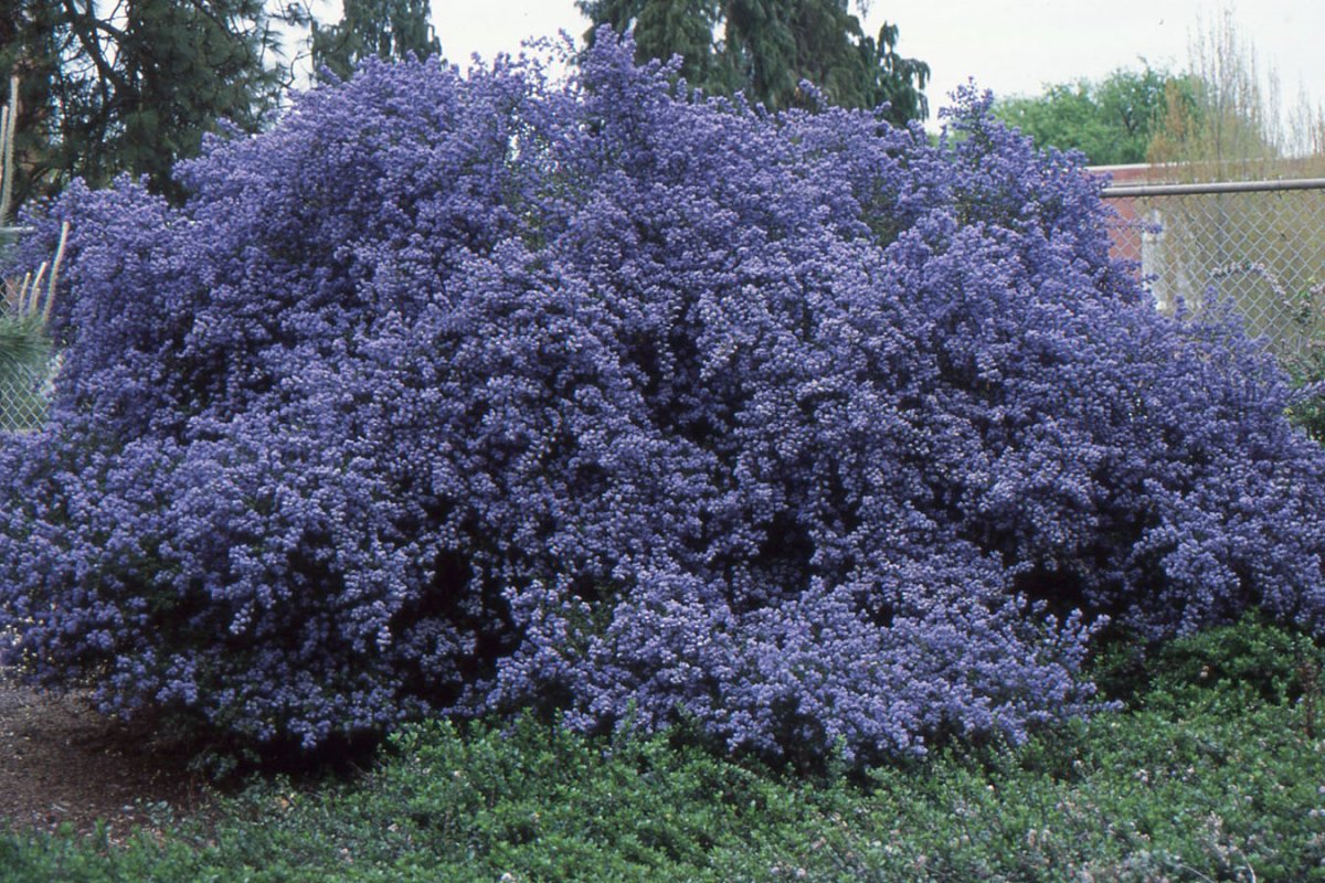 Цеанотус «pugetblue».