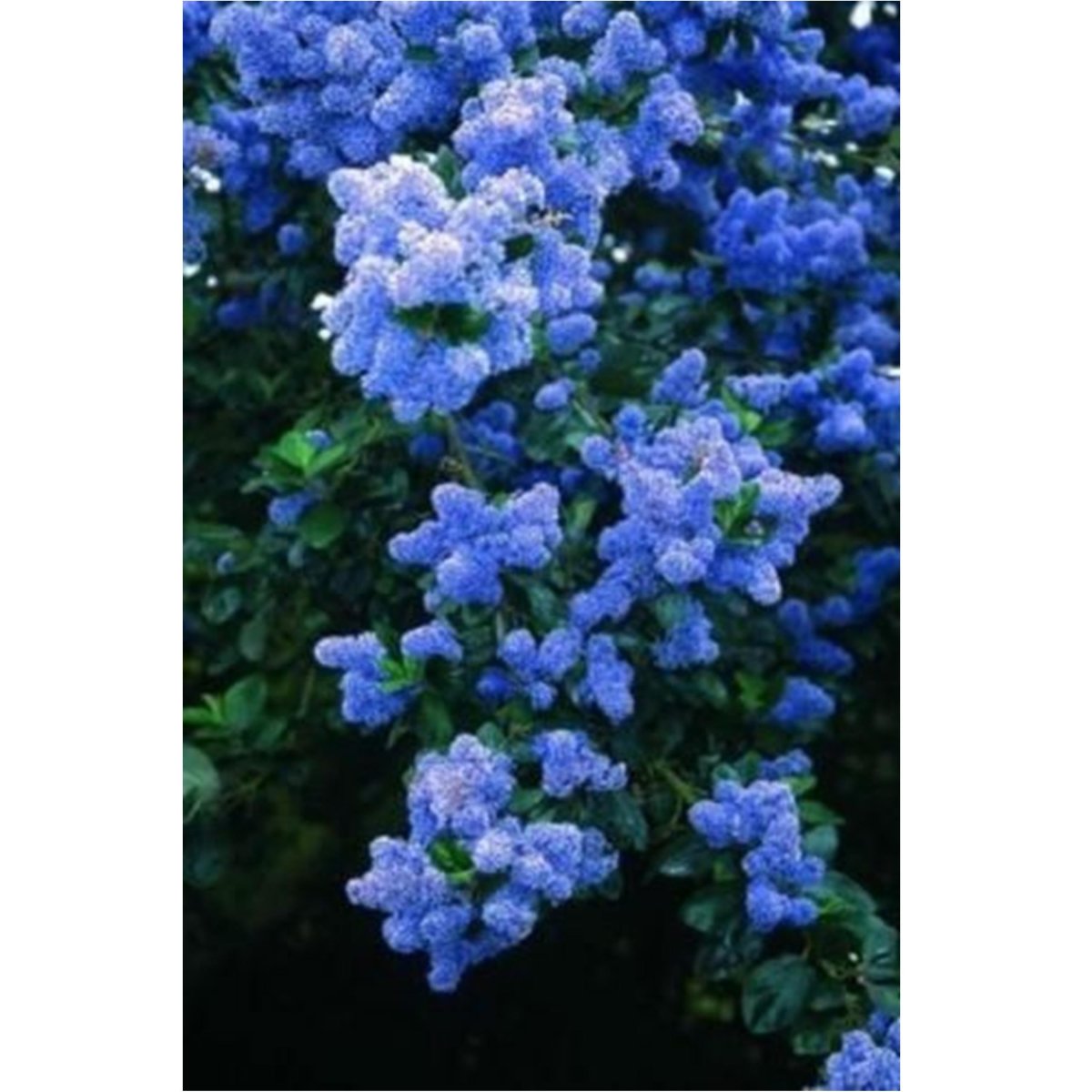 Цеанотус Trewithen Blue