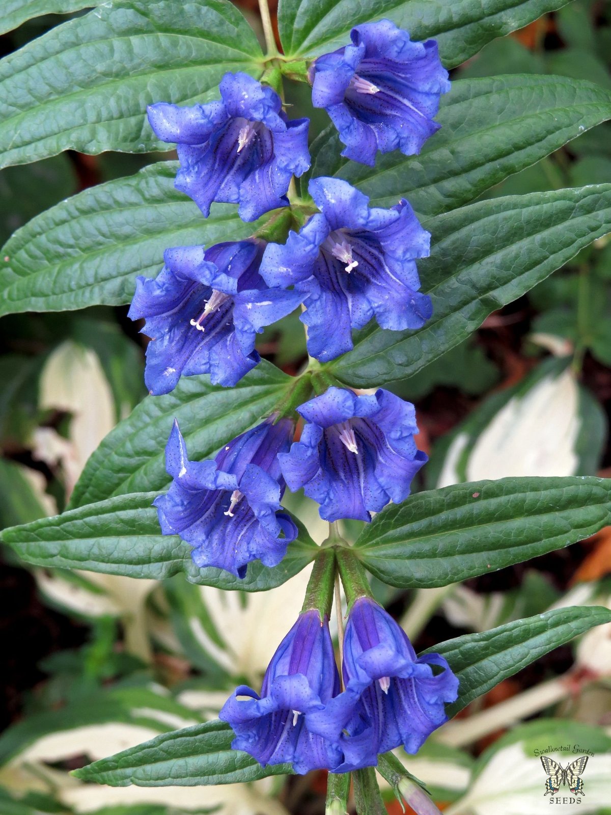 Willow Gentian