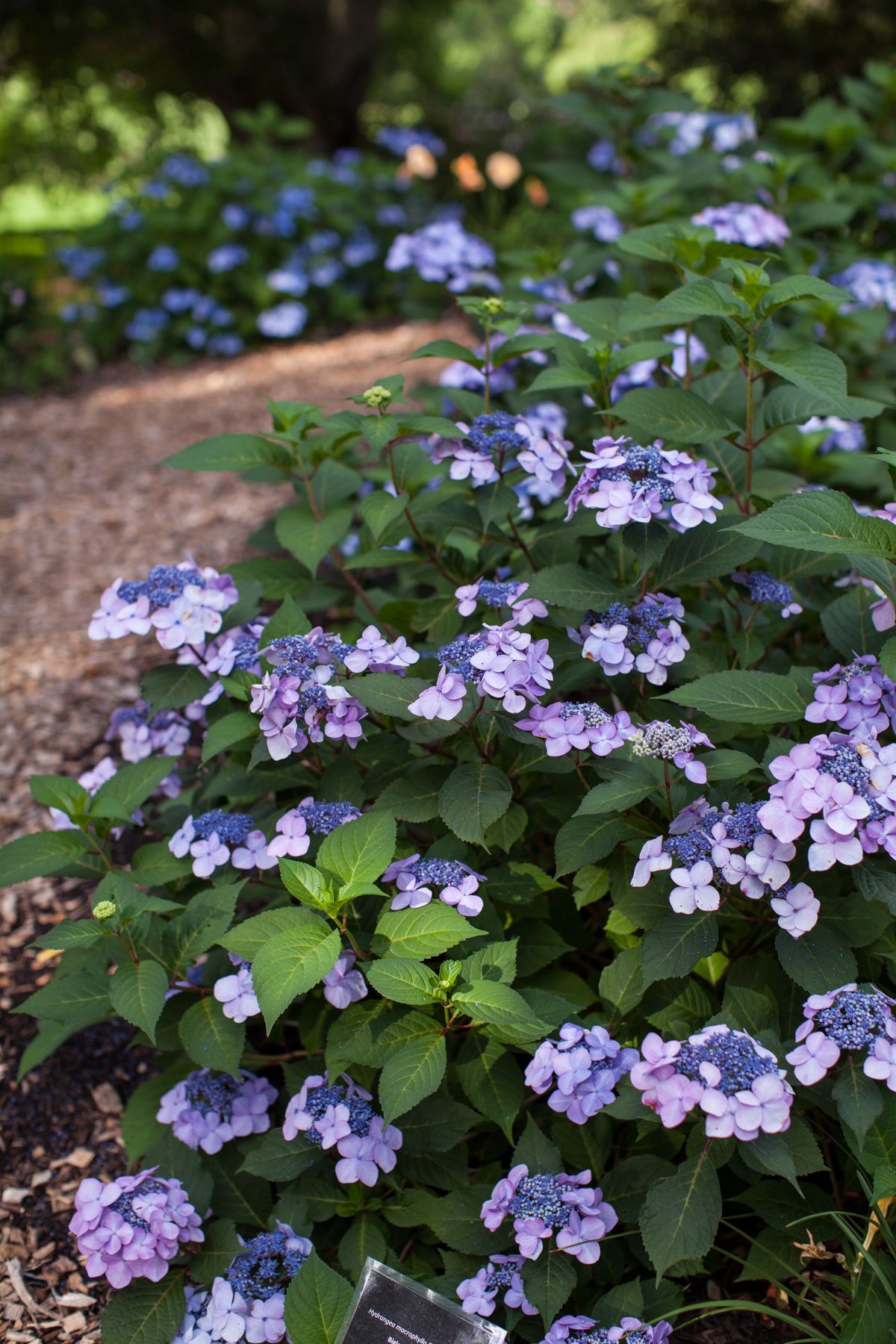 Hydrangea macrophylla endless Summer® Twist & Shout