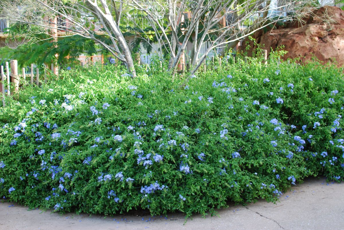 Plumbago auriculata