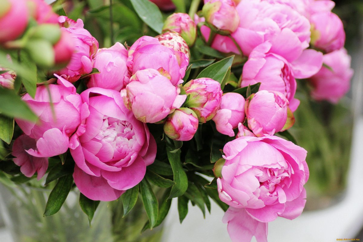 Пиони Пинк (Peony Pink)
