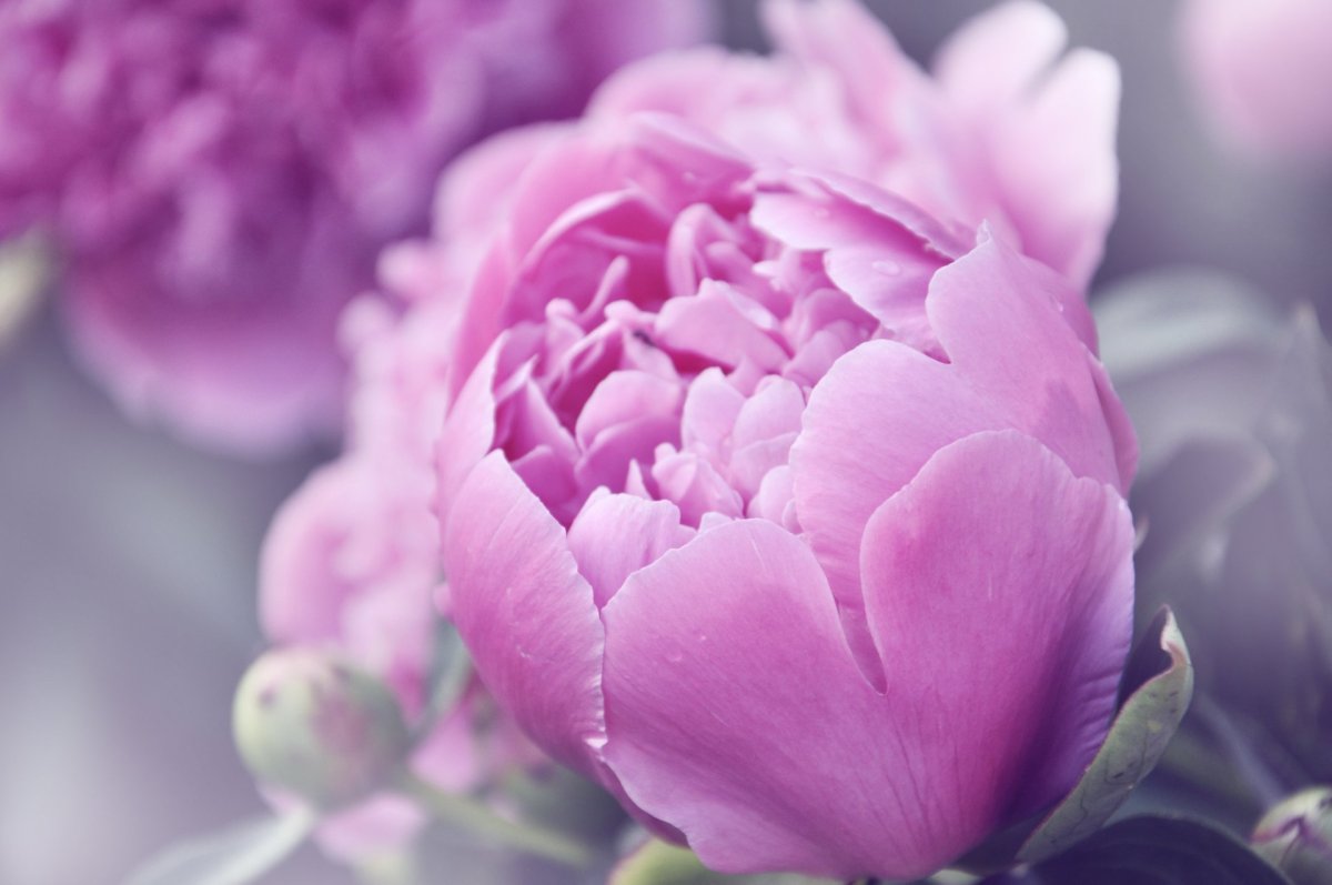 Пион Dayglow Rose